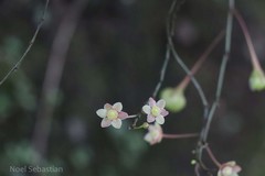 Phyllanthus gageanus